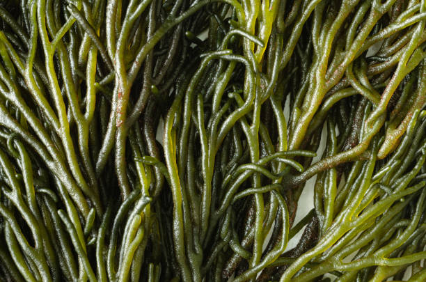 Codium fragile. Macro photograph of green algae.