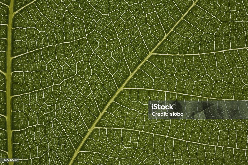 도 잎 접사를 수평계 - 로열티 프리 0명 스톡 사진