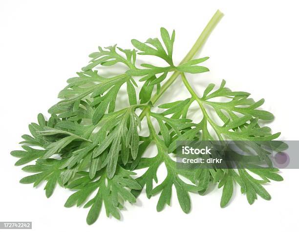 Wormwood Foto de stock y más banco de imágenes de Belleza - Belleza, Flora, Fondo blanco