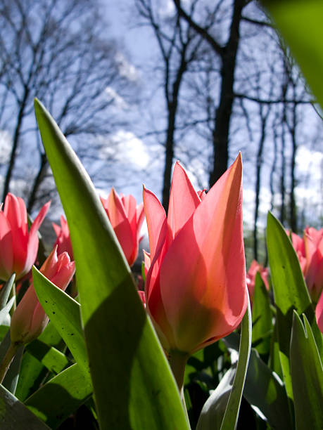 zbliżenie tulipan - parade tulip zdjęcia i obrazy z banku zdjęć