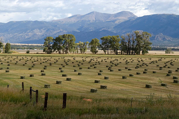istock Hayfield and Buffalo Peaks 172742457