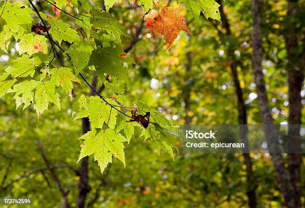 Folhas De Ácer - Fotografias de stock e mais imagens de Amarelo - Amarelo, Ao Ar Livre, Appalachia