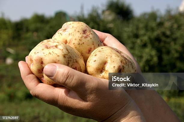 Patata Foto de stock y más banco de imágenes de Adulto - Adulto, Agricultura, Aire libre