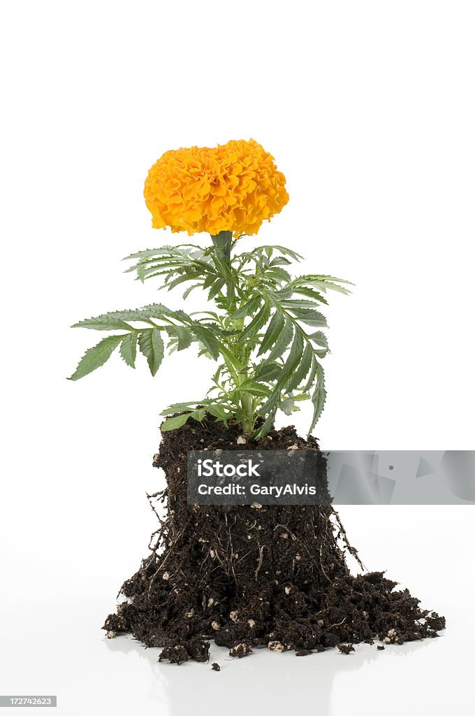 orange marigold in potting soil orange marigold in potting soil-ready to plant. isolated on 255 white background. Close-up Stock Photo