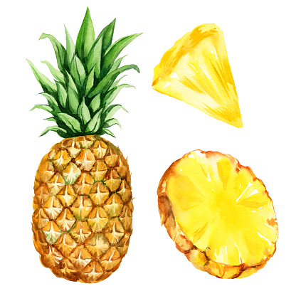 watercolor hand drawn illustration of pineapple with half and slices ripe pineapple, sketch of tropical fruit, food illustration isolated on watercolor background, for packaging for fruits, fruits label, summer illustration