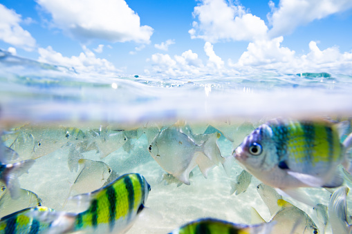 A school of fish is swimming in the clear waters of the ocean. The fish are predominantly green and yellow in color with some white and black stripes. The fish are swimming in a shallow part of the ocean with the surface and sky with clouds visible in the background. The water is clear and you can see the sand at the bottom. The image is taken from a low angle, as if the viewer is underwater with the fish.