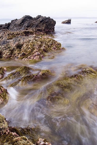 Ondas de infestantes - fotografia de stock