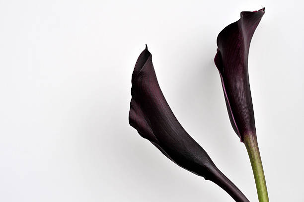 istock Two Zantedeschia XL 172743168