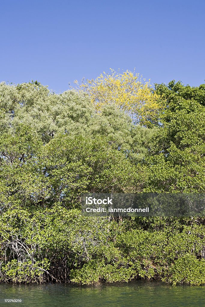 green - Royalty-free Amarelo Foto de stock