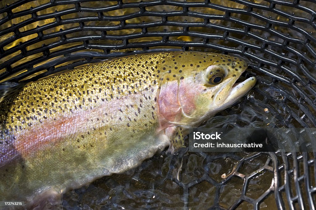 Rainbow Trout - Lizenzfrei Lachsforelle Stock-Foto