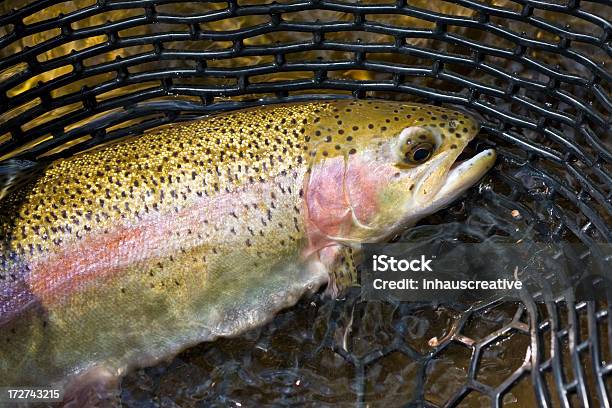 Rainbow Trout Stockfoto und mehr Bilder von Lachsforelle - Lachsforelle, Fischen, Bildhintergrund