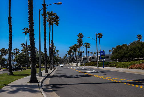 USA California Los Angeles Santa Monica District May 13, 2023 palm tree lined street.