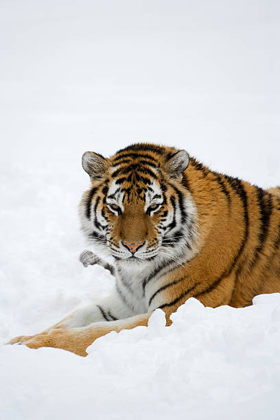 istock Amur tiger resting in fresh snow. 172743498