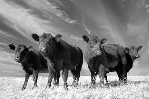 angus 암소 quartet - calf newborn animal cattle farm 뉴스 사진 이미지
