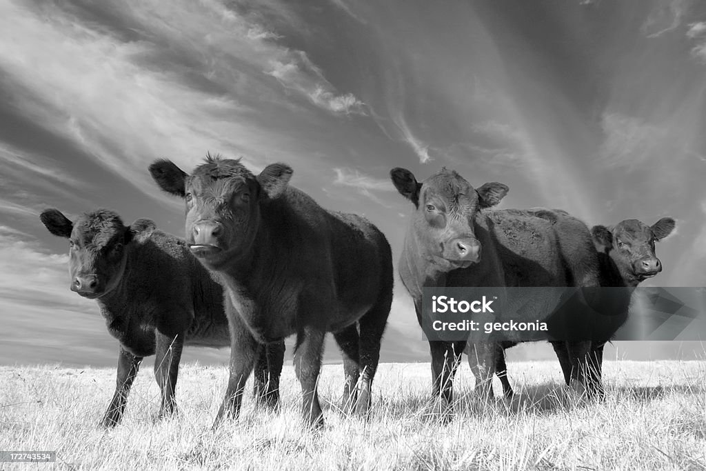 Angus Quarteto de vaca - Foto de stock de Gado Aberdeen Angus royalty-free