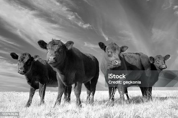 Foto de Angus Quarteto De Vaca e mais fotos de stock de Gado Aberdeen Angus - Gado Aberdeen Angus, Gado Black Angus, Fêmea de mamífero