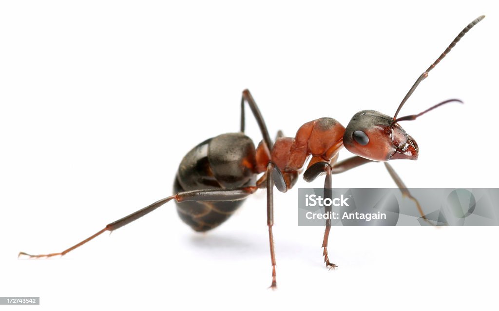 ant - 로열티 프리 개미 스톡 사진
