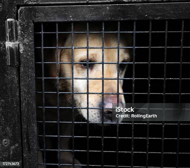 Собака В Клетку — стоковые фотографии и другие картинки Собака - Собака, Клетка - ограниченное пространство, Грусть