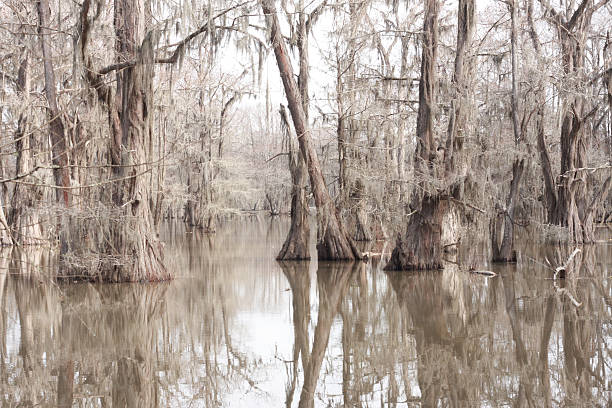 pântano de ciprestes - cypress swamp - fotografias e filmes do acervo