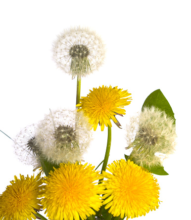 Yellow dandelions bloom on a sunny spring day in a meadow in the grass