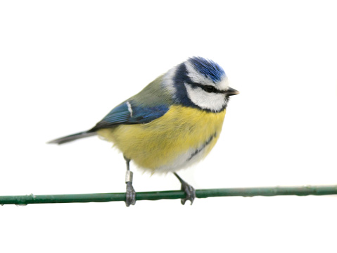 The Great tit bird, Parus major, sits on a branch of a red mountain ash on a frosty winter morning