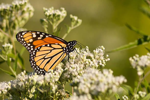 Butterfly stock photo