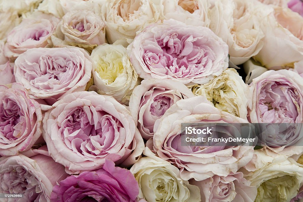 Subtil rosas cor de rosa pastel - Royalty-free Amarelo Foto de stock
