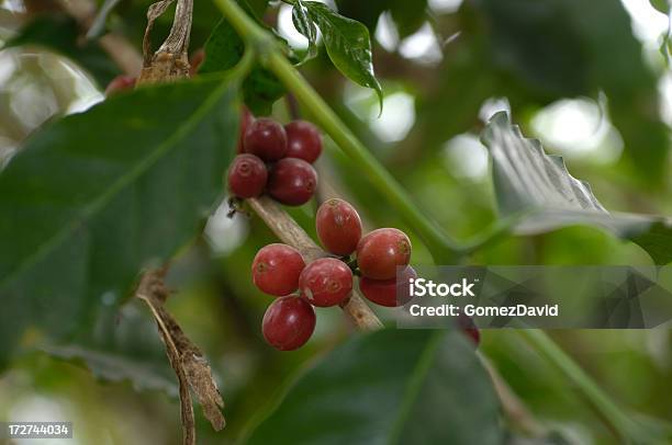 Kaffeebohnen Für Pflücken Stockfoto und mehr Bilder von Ast - Pflanzenbestandteil - Ast - Pflanzenbestandteil, Baum, Bohne