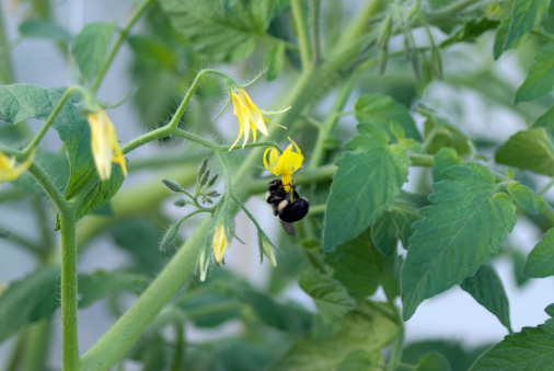 A bumble bee pollinates a tomato flower blossom in a hydroponic greenhouse operation. (Grape tomatoes.)Similar Images.