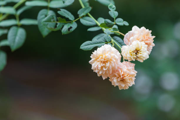 Apricot colored buff beauty roses. Rosa 'Buff Beauty'