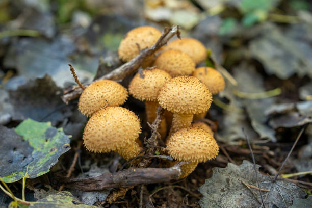 istock Scaly mushrooms, honey mushrooms 1727443042