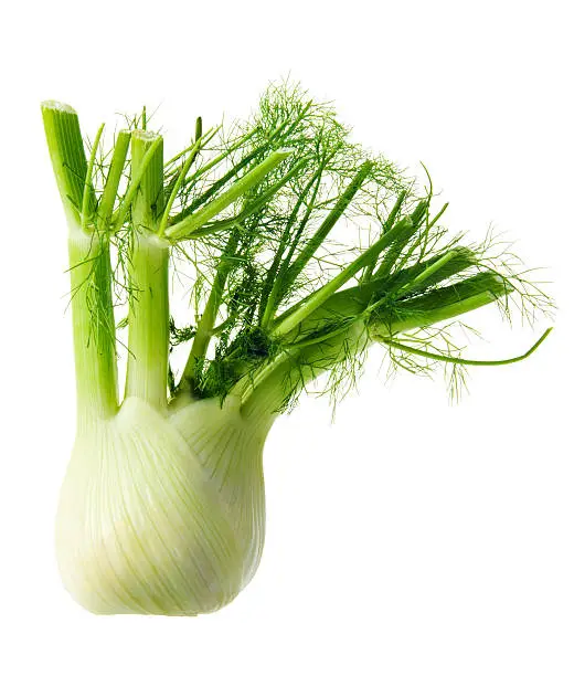A fresh fennel bulb isolated on white background. This fresh green vegetable may be organically garden grown and is a food ingredient for gourmet meals. It may be part of a vegetarian diet.