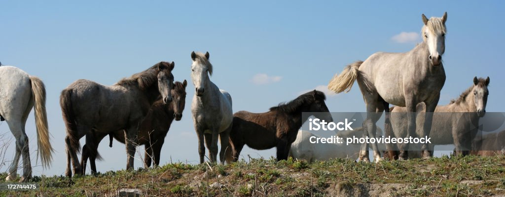 Caballos salvajes - Foto de stock de Animales salvajes libre de derechos