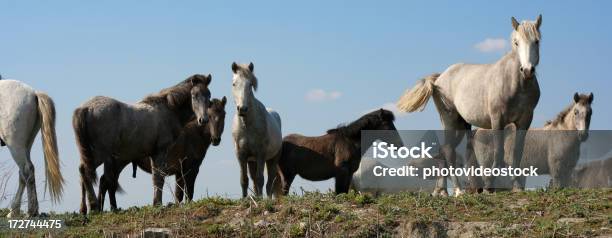 Caballos Salvajes Foto de stock y más banco de imágenes de Animales salvajes - Animales salvajes, Caballo - Familia del caballo, Panorámica