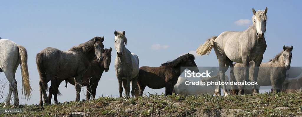 Dzikie konie - Zbiór zdjęć royalty-free (Koń)