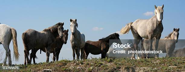 Dzikie Konie - zdjęcia stockowe i więcej obrazów Koń - Koń, Naturalne środowisko, Panoramiczny