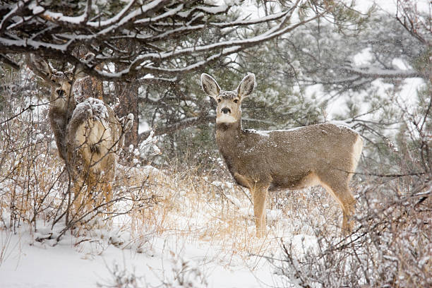 istock Colorado Mule Deer in the Wintertime Snow 172744519