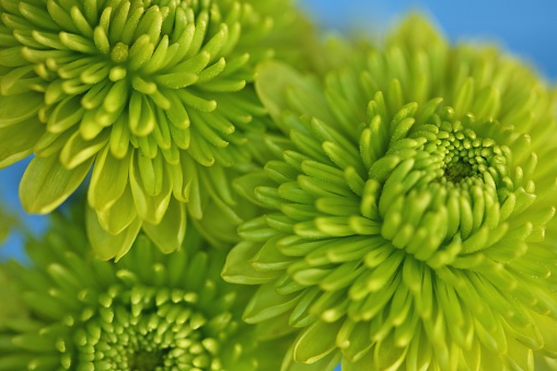 Macro of three miniature chrysanthemums called Kermits because of their green color. You can see a little of the blue background. Horizontal image. 