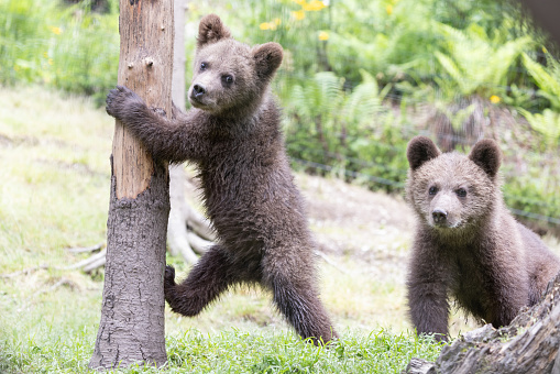 funny and cute brown bear cubs playing next to a tree in the forest looking at camera