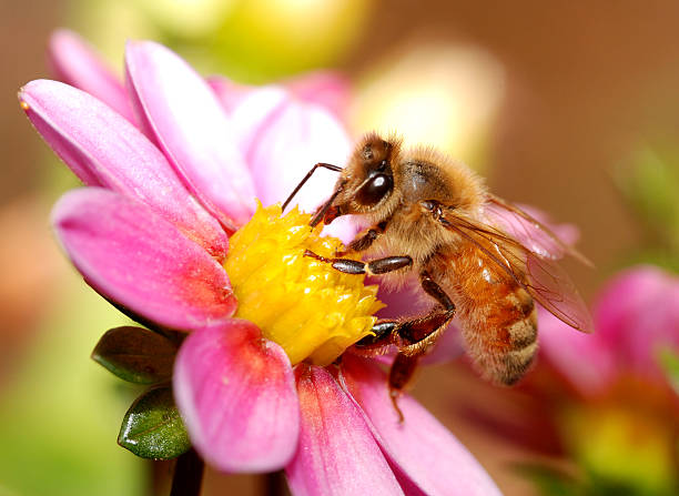 honey bee stock photo