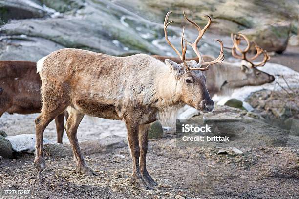 Renna - Fotografie stock e altre immagini di Ambientazione esterna - Ambientazione esterna, Animale, Composizione orizzontale