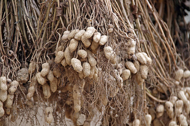 secar a amendoins - peanut peanut crops plant root imagens e fotografias de stock