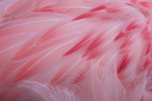 Pink Feathers As Background, Close Up. Texture Of Pink Feathers. Free Image  and Photograph 199290109.