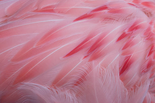 Pink Feathers Stock Photo - Download Image Now - Flamingo, Feather