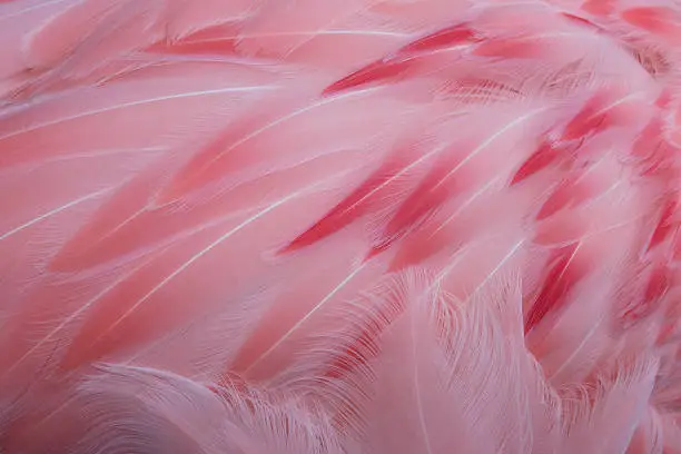 Photo of Pink Feathers