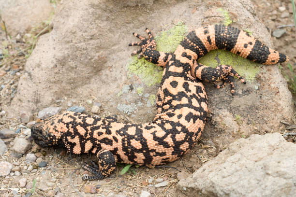 gila monster eidechse - heloderma horridum stock-fotos und bilder