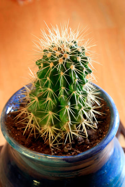 istock Spiny little cactus houseplant in blue pot 172745477