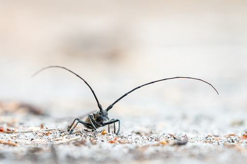 Black ant dragging a dead fly