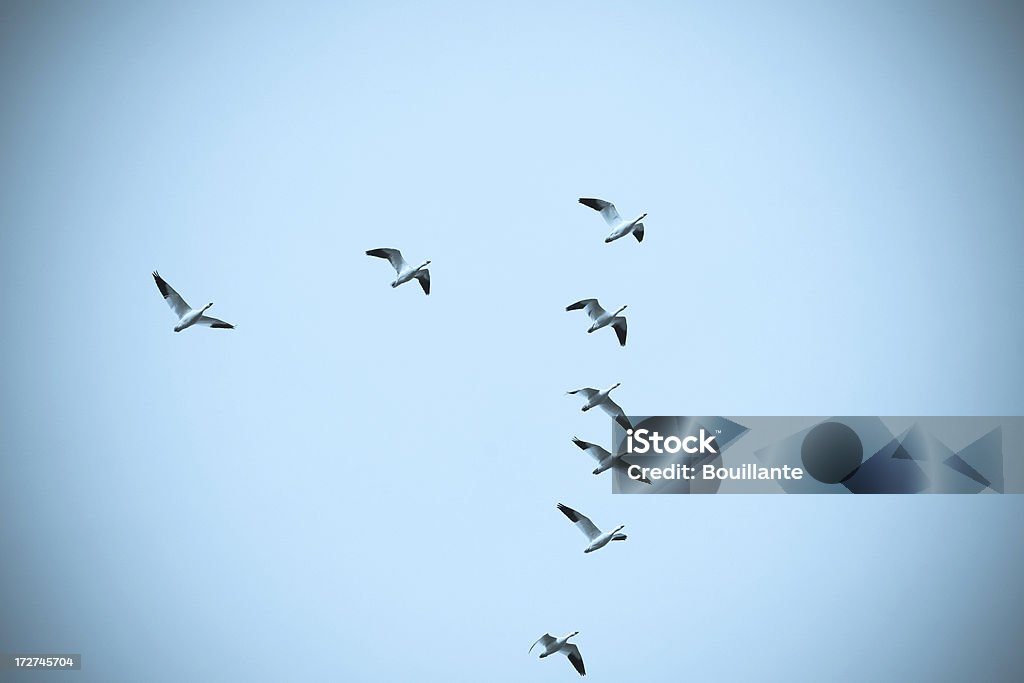 V-formación - Foto de stock de Pájaros volando en formación libre de derechos