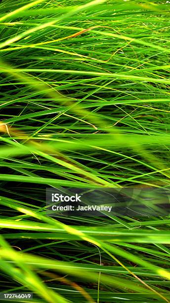 Alto Relva Verde - Fotografias de stock e mais imagens de Campo agrícola - Campo agrícola, Cor verde, Crescimento